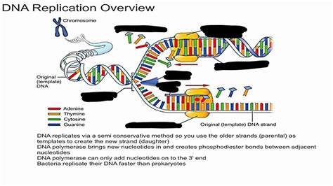 Dna replication quizlet - 14: DNA Structure and Function 14.3: DNA Replication 14.3D: Telomere Replication Expand/collapse global location